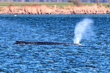 Schafft „Timmy“ den Weg in den Atlantik? Der Buckelwal liegt weiter im flachen Wasser. Helfer ...