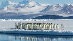 Pinguine in der Arktis: der WWF spricht von einem möglichen Kollaps der Pinguin-Population.