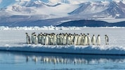 Pinguine in der Arktis: der WWF spricht von einem möglichen Kollaps der Pinguin-Population.