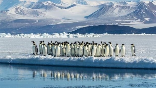 Pinguine in der Arktis: der WWF spricht von einem möglichen Kollaps der Pinguin-Population.