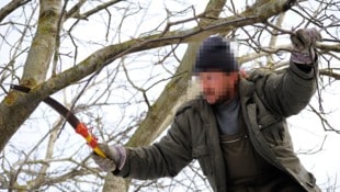 Ragen Äste über den Zaun und stören den Nachbarn, darf man sie absägen.