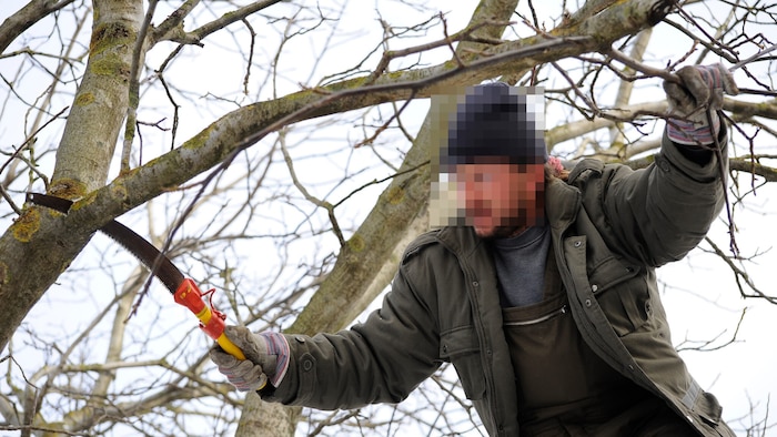 Ragen Äste über den Zaun und stören den Nachbarn, darf man sie absägen.