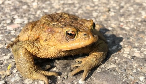 Vor allem das extrem trockene Frühjahr, zur Laichzeit, war für Amphibien problematisch. Selbst ...