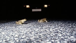 Kröten, Frosche, Molche: Die kleinen Tiere sind vielen Gefahren ausgesetzt.