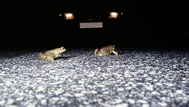 Kröten, Frosche, Molche: Die kleinen Tiere sind vielen Gefahren ausgesetzt.