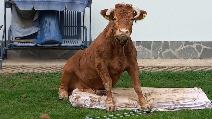 Kuh „Kelly“, die gern im Garten ihr Nickerchen hielt, war Namensgeberin für den Lebenshof.