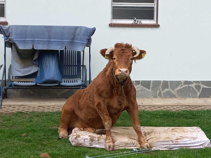 Kuh „Kelly“ war etwas besonderes