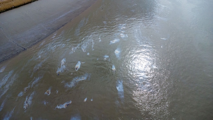Ölflecken auf der Wasseroberfläche am Eingang zu Europas zweitgrößtem Hafen.