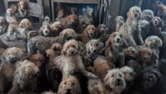 Kein KI-Foto: Dutzende verwahrloste Hunde dicht gedrängt in einem britischen Privathaus.