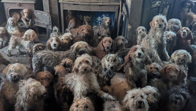 Kein KI-Foto: Dutzende verwahrloste Hunde dicht gedrängt in einem britischen Privathaus.