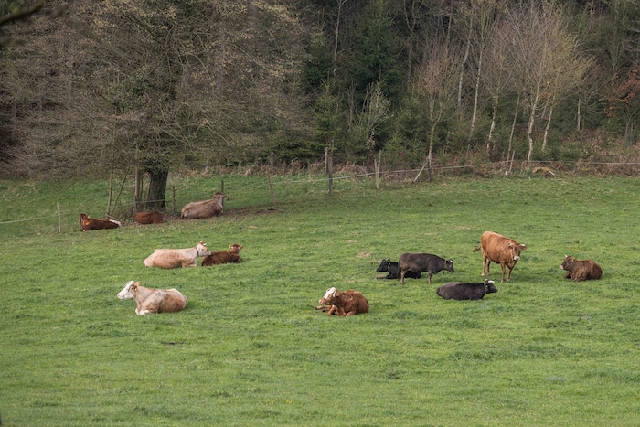 Hauseggers Kühen fehlt’s am Hof an Nichts.
