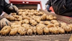 Zu viele Erdäpfel dämpfen momentan den Preis am EU-Markt.