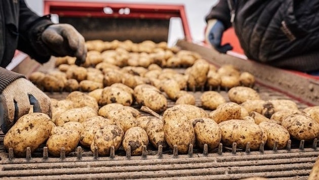 Zu viele Erdäpfel dämpfen momentan den Preis am EU-Markt.