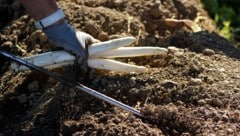 Im Lavanttal wird bereits Spargel geerntet.