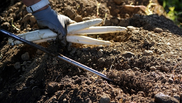 Im Lavanttal wird bereits Spargel geerntet.