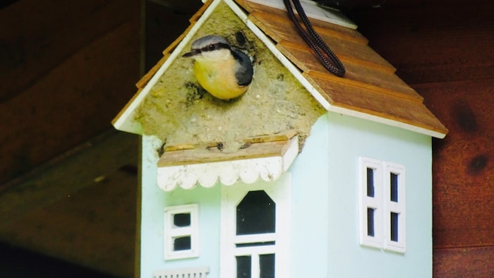 Nistkästen bieten Vögeln ein sicheres Plätzchen zum Brüten.