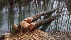 Der Biber werkt fleißig für seinen Bau