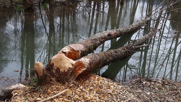 Der Biber werkt fleißig für seinen Bau