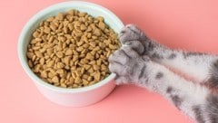Bereits kleine Veränderungen können dafür sorgen, dass Katzen ihre Mahlzeiten wieder ...