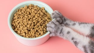 Bereits kleine Veränderungen können dafür sorgen, dass Katzen ihre Mahlzeiten wieder ...