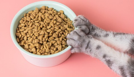 Bereits kleine Veränderungen können dafür sorgen, dass Katzen ihre Mahlzeiten wieder ...