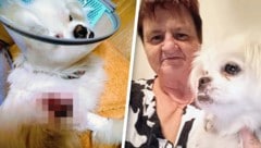 „Fifi“ wurde von einer Ratte verletzt – Mindestpensionistin Karin D. litt mit ihr.