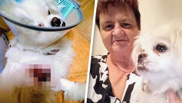 „Fifi“ wurde von einer Ratte verletzt – Mindestpensionistin Karin D. litt mit ihr.