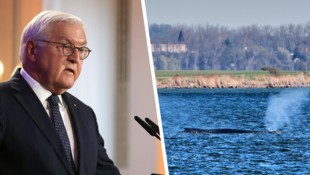 Bundespräsident Frank-Walter Steinmeier (70) will sich bei einem Besuch in Stralsund mit ...
