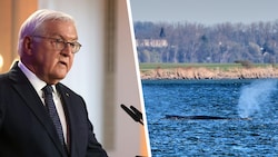 Bundespräsident Frank-Walter Steinmeier (70) will sich bei einem Besuch in Stralsund mit ...