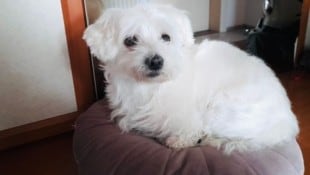 Weiß jemand, wo die herzige Malteser-Hündin nun ist? Sie ist gechipped und auch in der Datenbank ...