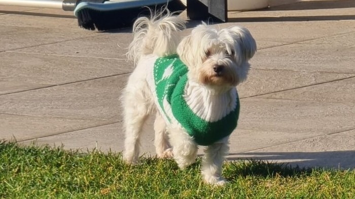 „Lucy“ gilt als zutraulich und herzensgut. Vielleicht ist einem „Krone“-Leser aufgefallen, dass ...