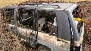 Das Tierleid ist amtsbekannt und doch wird nichts unternommen: Die Katzen vermehren sich ...