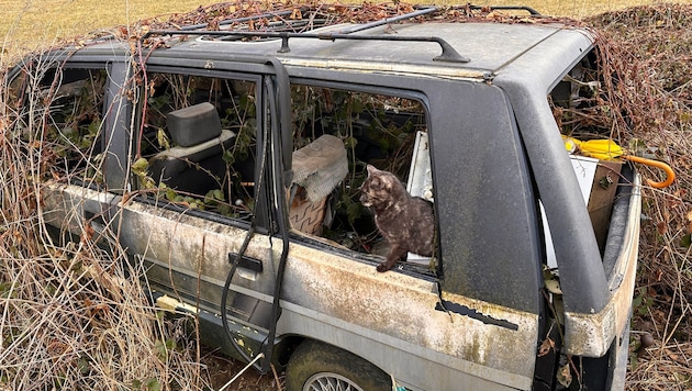 Das Tierleid ist amtsbekannt und doch wird nichts unternommen: Die Katzen vermehren sich ...