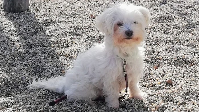 Hinweise zum Verbleib von „Lucy“ bitte unter 0660/3812674 oder an tierecke@kronenzeitung.at