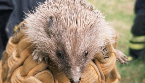 In Amstetten konnte eine Igelfamilie aus einer Baugrube gerettet werden.