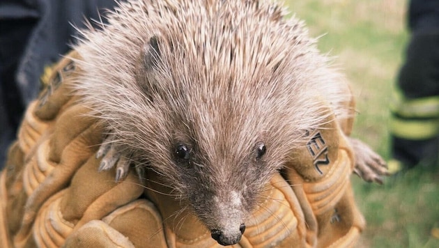 In Amstetten konnte eine Igelfamilie aus einer Baugrube gerettet werden.