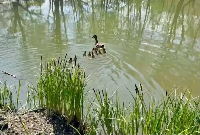 Die Entenfamilie in Schwechat wiedervereint.