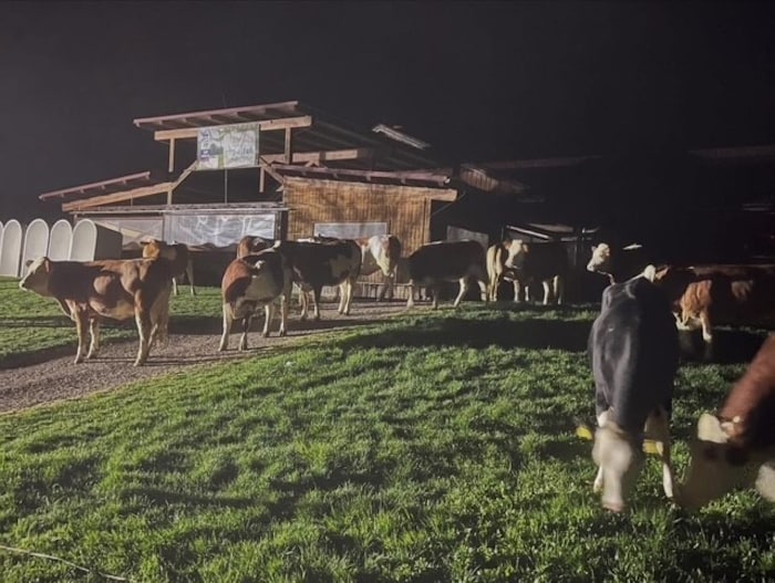 Entlaufene Kälber in Warth