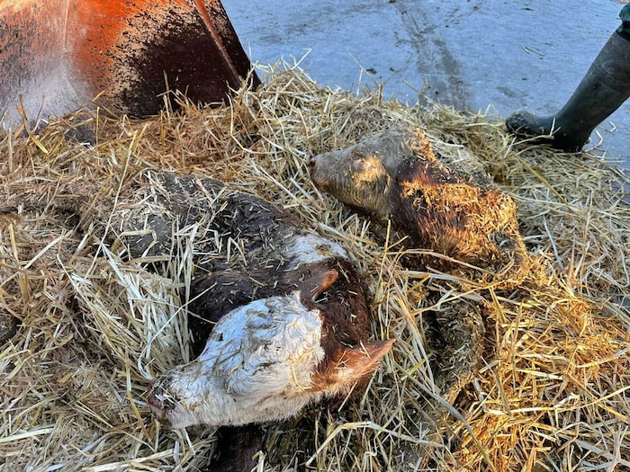 Die neugeborenen Kälber wurden aus der Güllegrube gerettet.