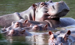 Trotz ihres behäbigen Aussehens können die Tiere sehr aggressiv sein – insbesondere Mütter mit ...