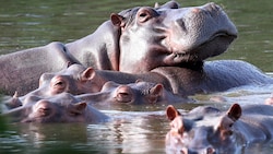 Trotz ihres behäbigen Aussehens können die Tiere sehr aggressiv sein – insbesondere Mütter mit ...