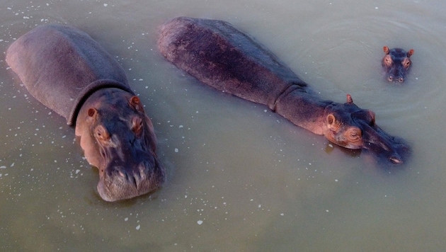 Diese Luftaufnahme zeigt die Nachkommen eines kleinen Rudels, das vom Drogenboss Pablo Escobar ...