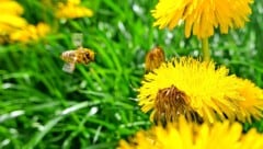 Anflug von Honigbienen auf Löwenzahnblüten