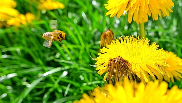 Anflug von Honigbienen auf Löwenzahnblüten