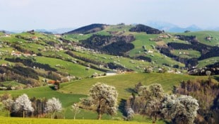 Alljährliches Highlight – die Blüte der Mostbirnbäume im Mostviertel