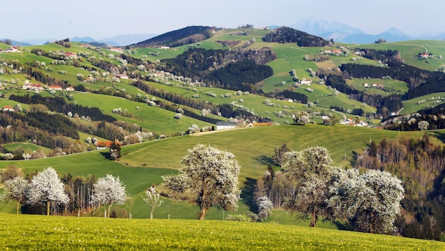 Alljährliches Highlight – die Blüte der Mostbirnbäume im Mostviertel
