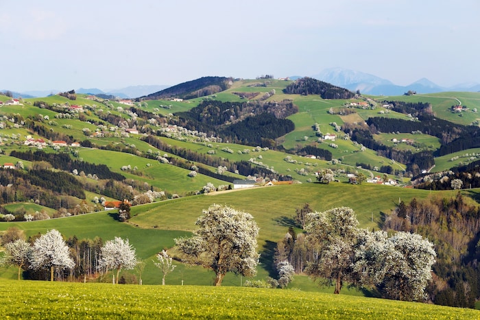 Streuobstwiesen mit alten Mostbirnensorten Grüne Pichlbirne, Speckbirne und Landlbirne prägen ...