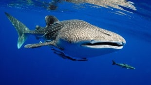 Der Walhai ist nicht nur weltweit der größte Hai, sondern auch der größte Fisch der Gegenwart.