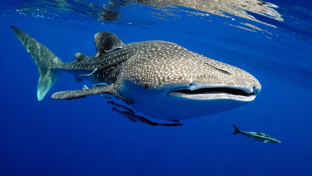 Der Walhai ist nicht nur weltweit der größte Hai, sondern auch der größte Fisch der Gegenwart.