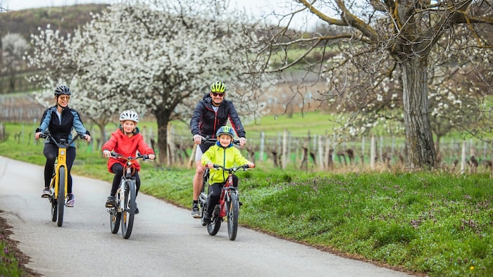 Im Frühling fährt man durch ein Meer an weißen Kirschblüten.